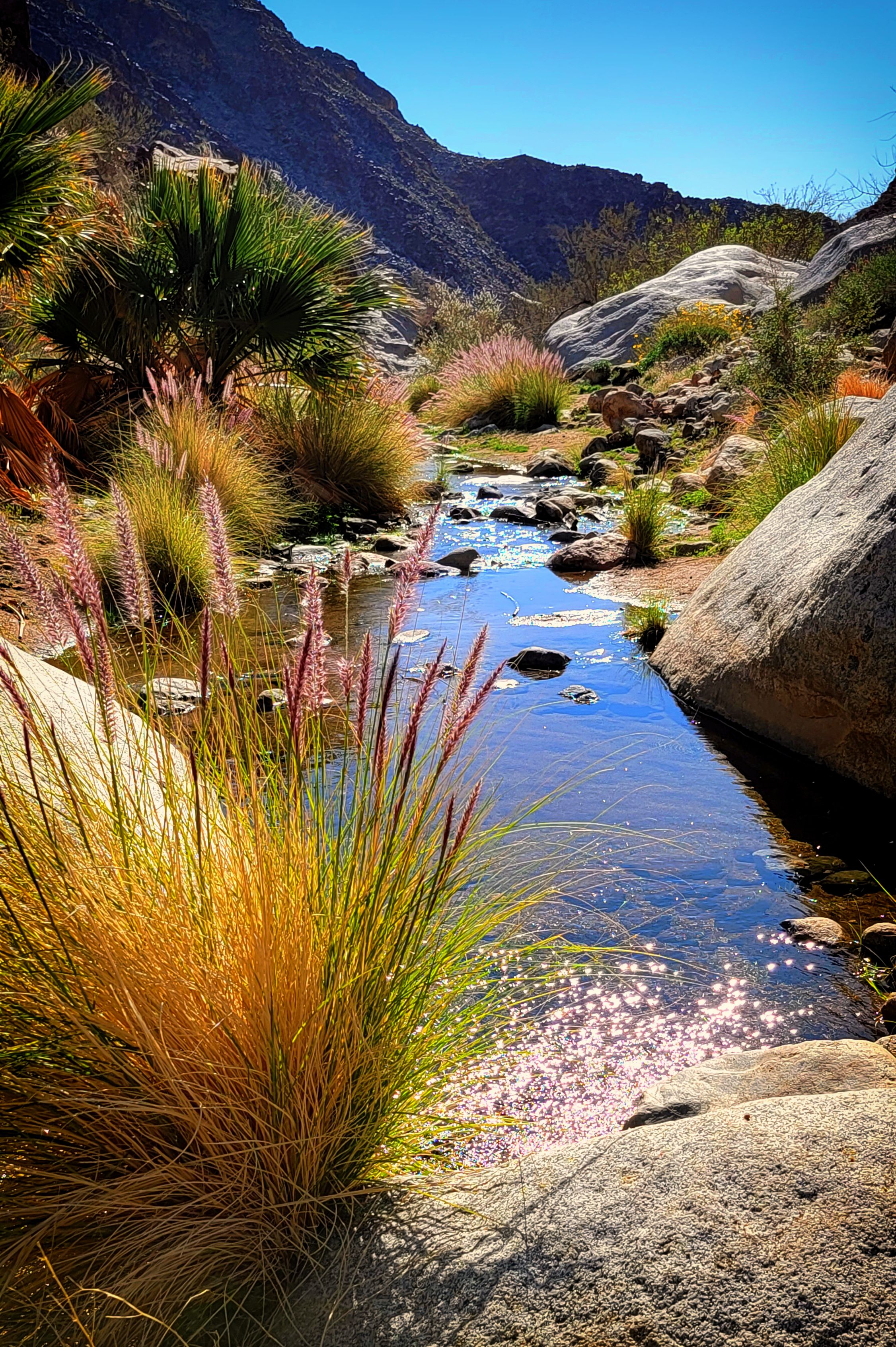 Crimson Fountaingrass and Stream